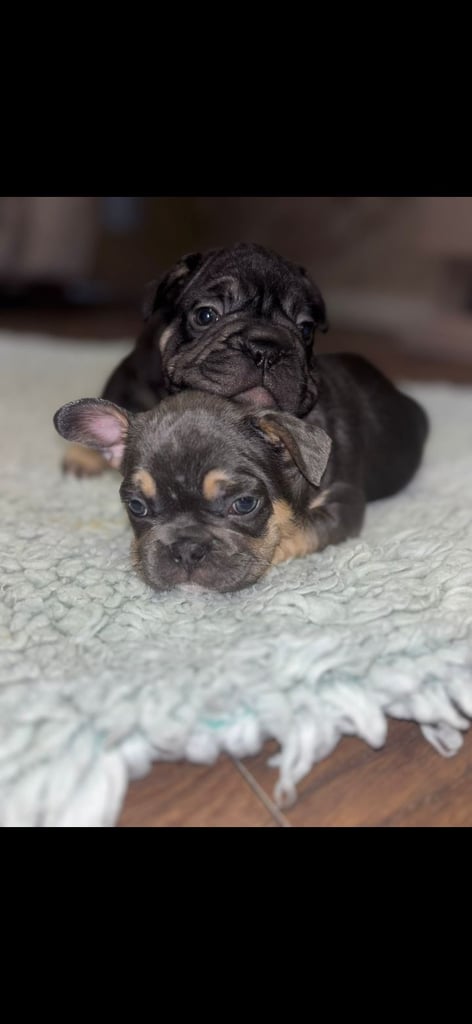 French bulldog puppys 