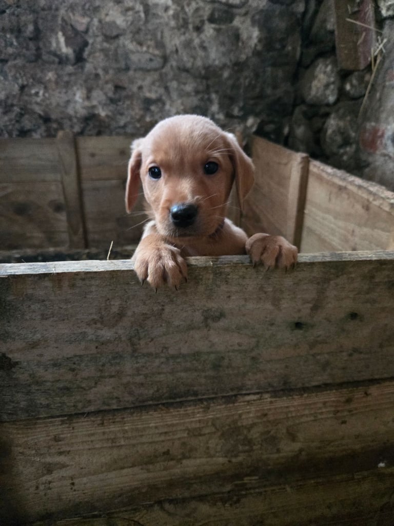 Fox Red Labrador Pups
