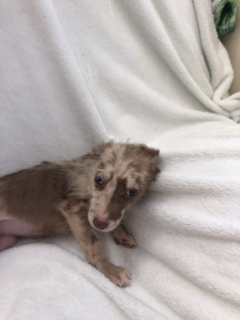 BEDDIPOO pups bedlington X toy poodle  