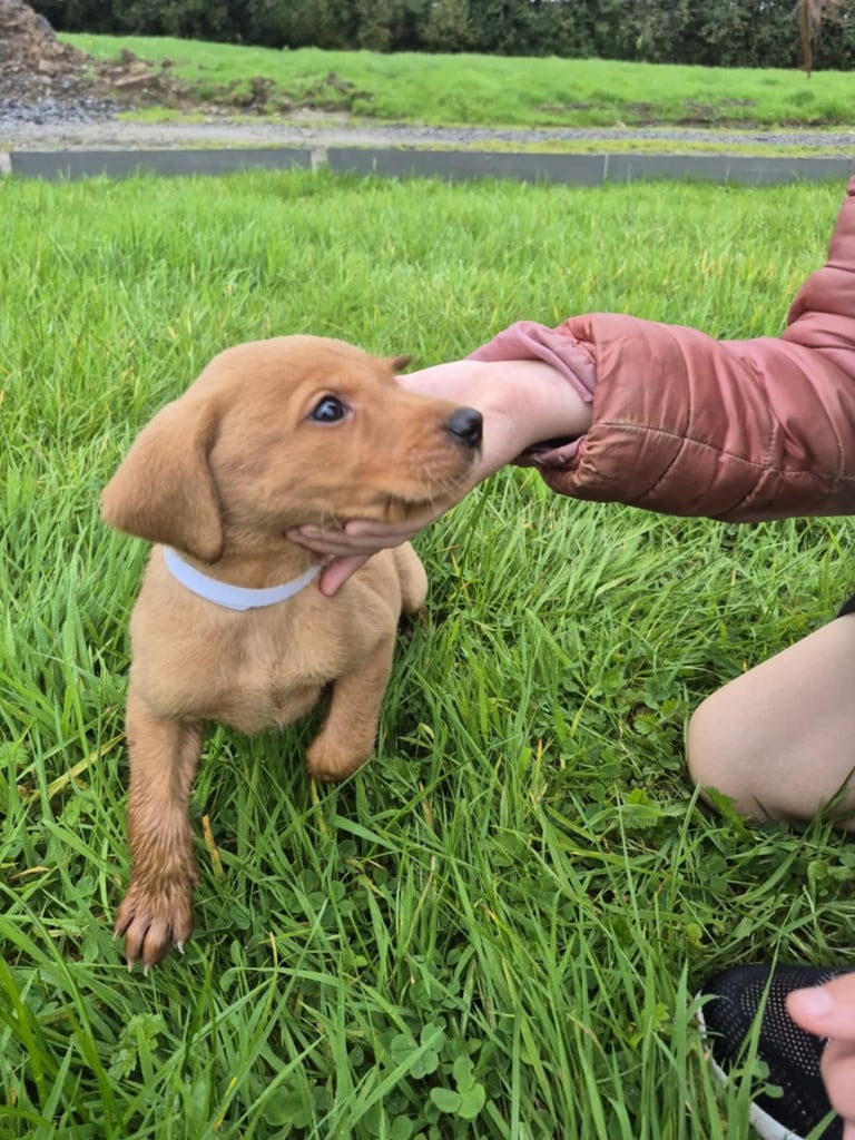 IKC Fox Red Labrador pups