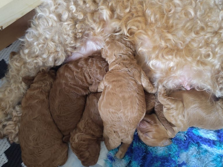 *Final two Cockapoo Puppies for Sale | Ready to take home now!
