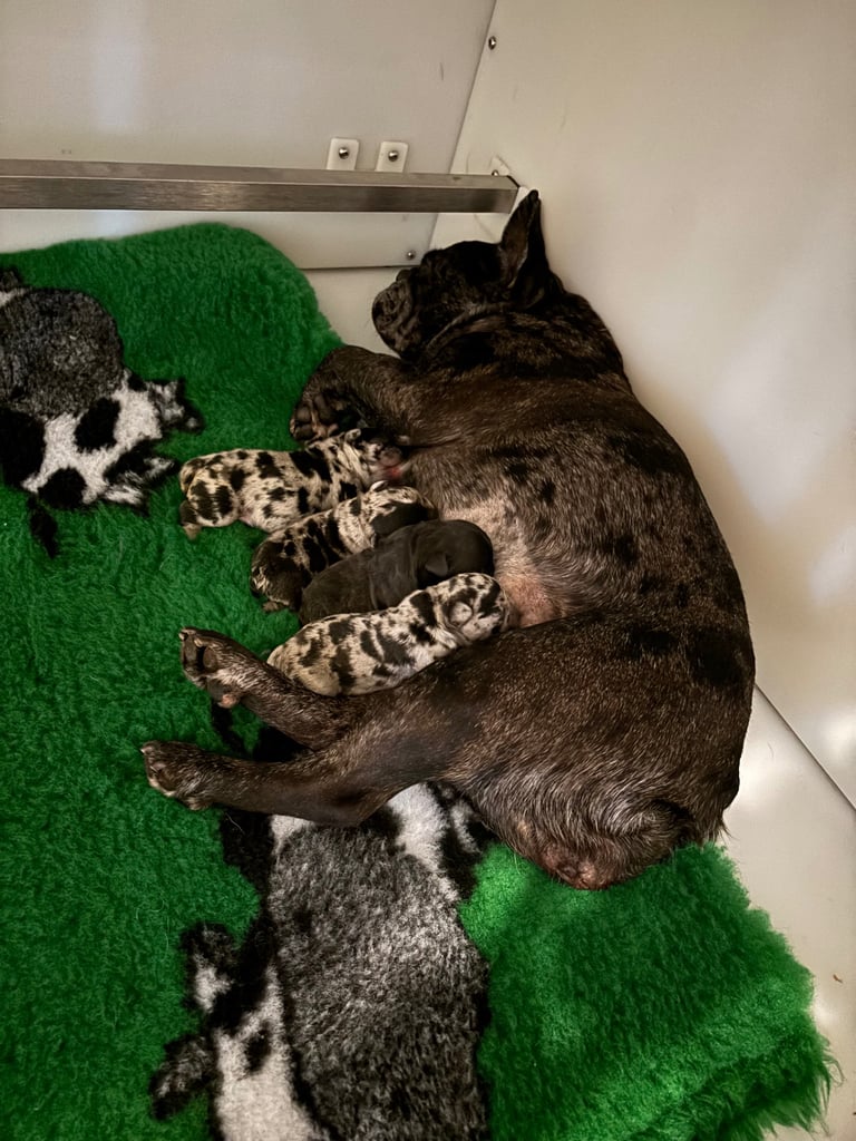 French bulldog puppies 