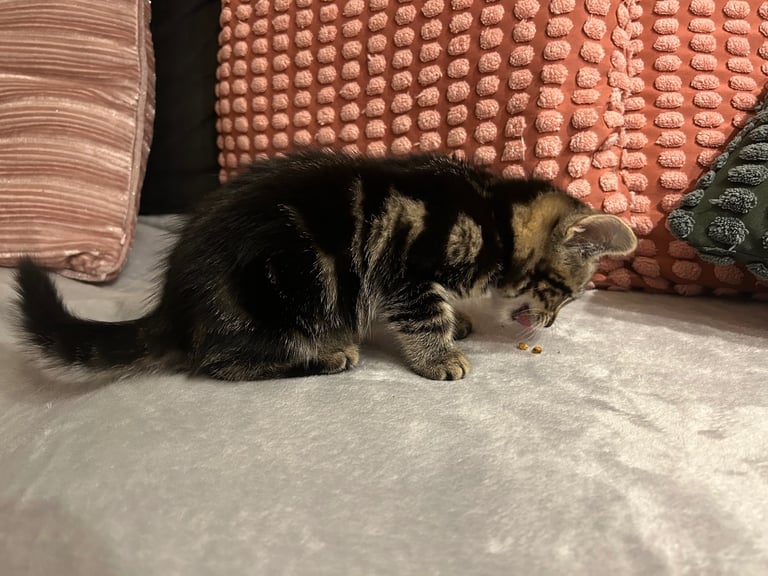 Beautiful tabby kittes