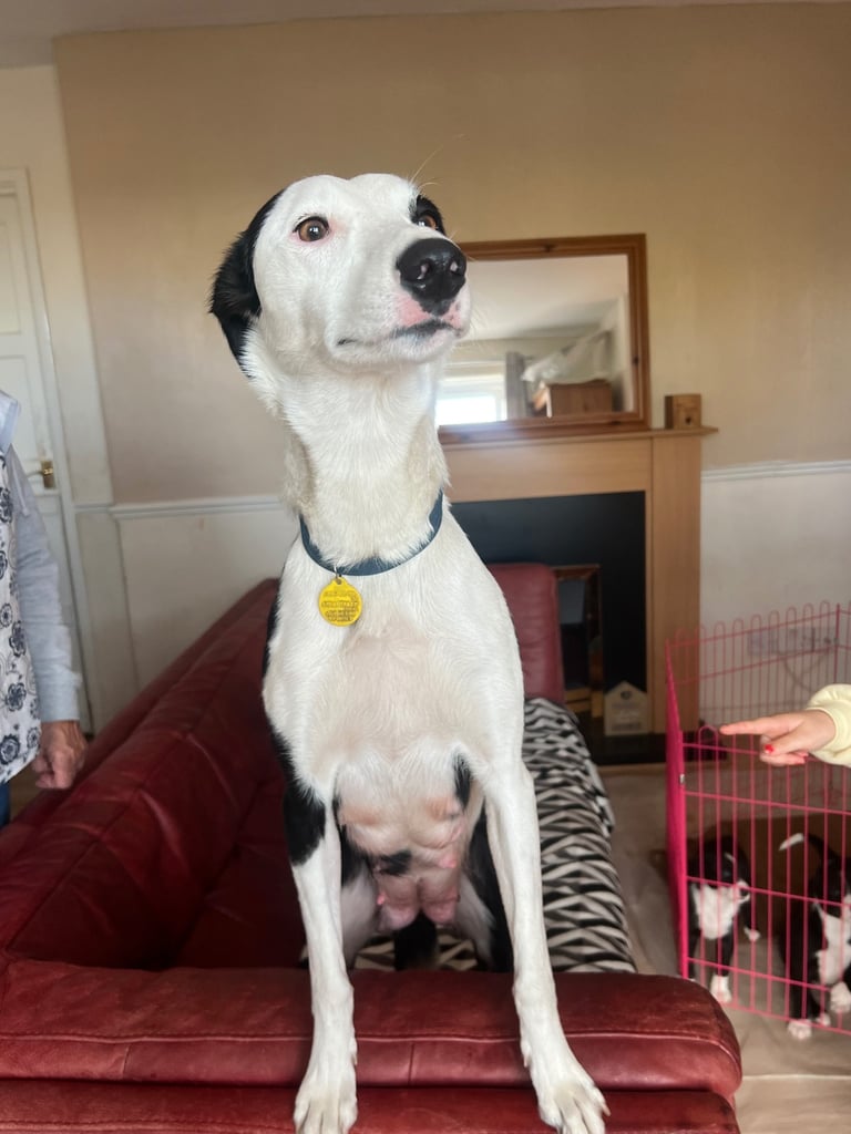 Border Collie X Whippet Grey