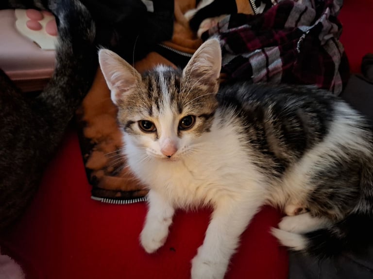 Beautiful kittens 😸 😍 £30