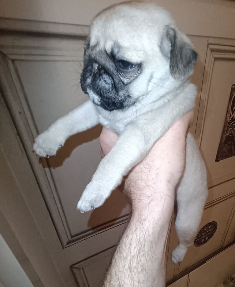 Male pedigree pug pup for sale 