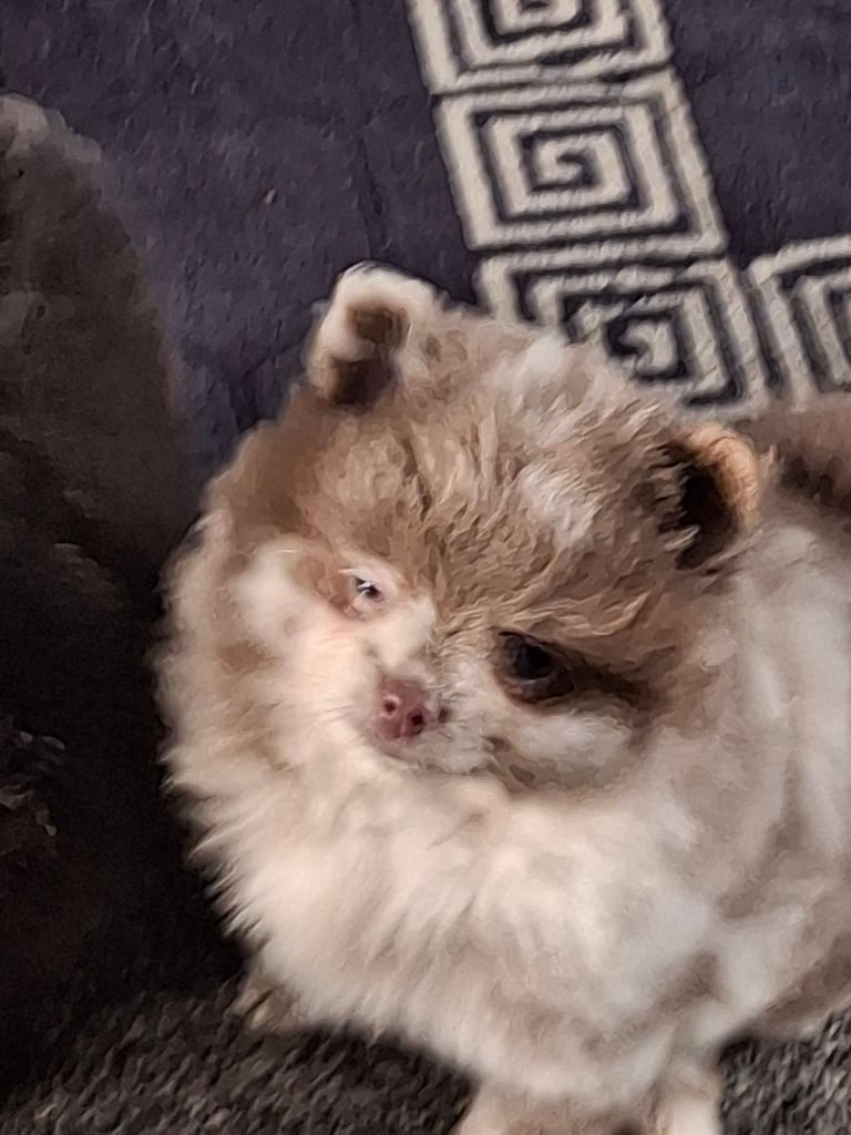 Pommeranian lavender merle bitch puppyREDUCED 
