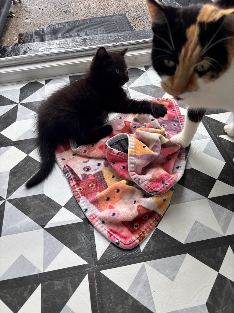 9wk old kitten only one left SOLD  