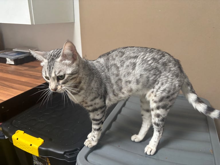 TICA Beautiful Silver Bengal Girl.