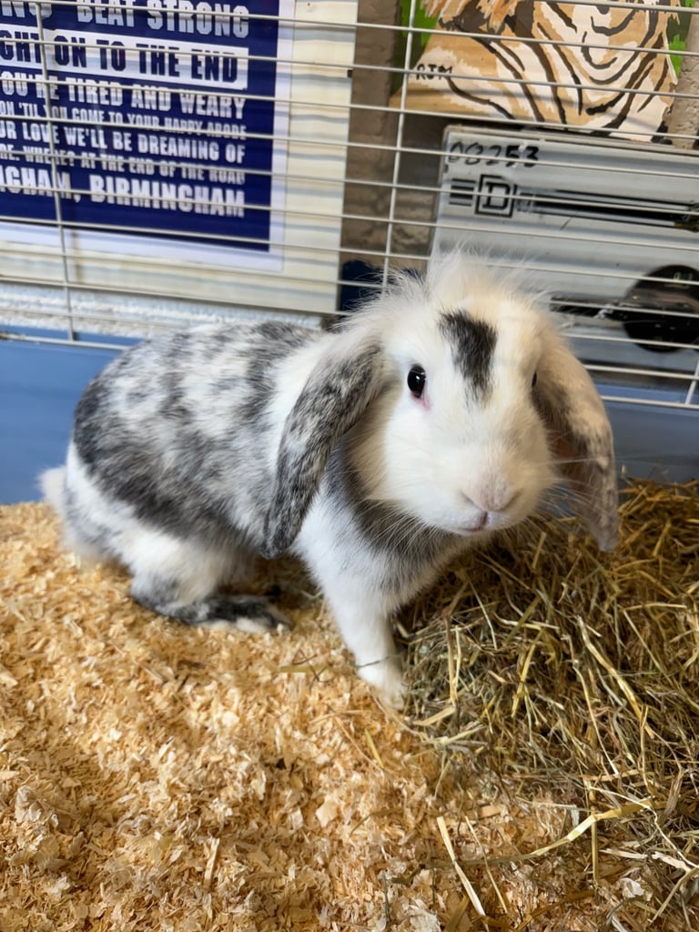 Female lionlop rabbit for sale 