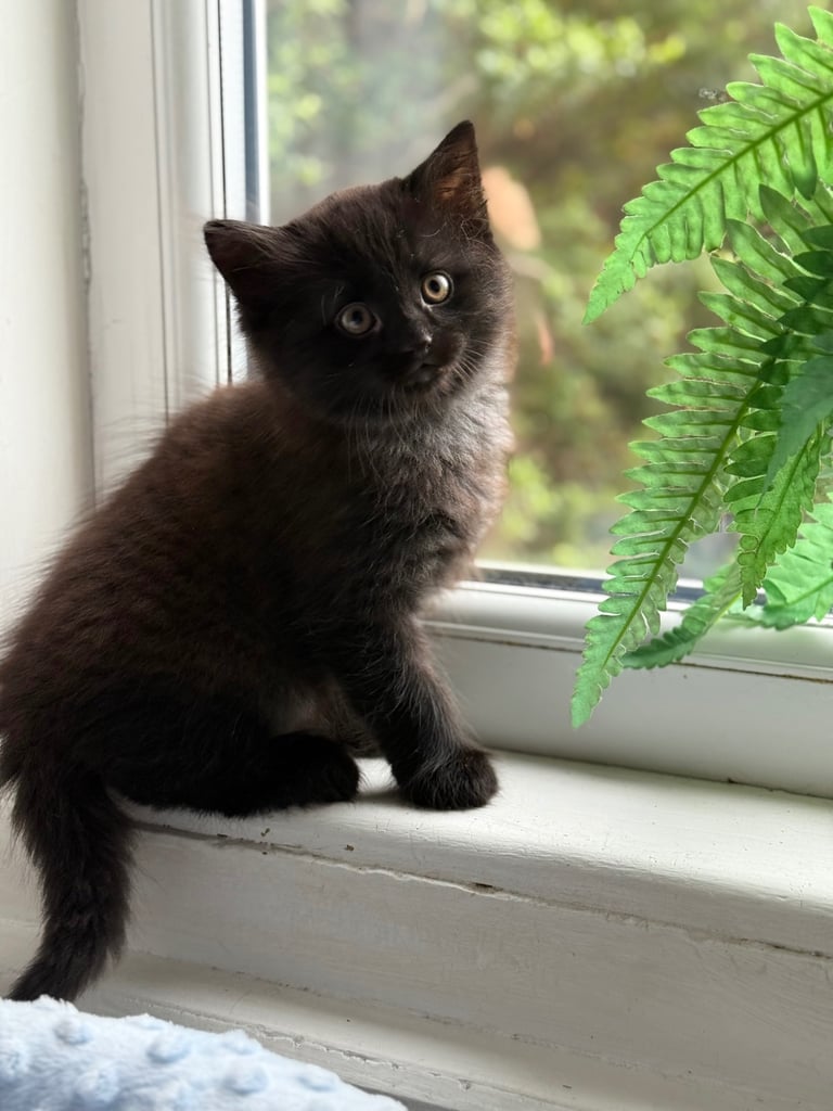 Beautiful Maine Coon cross kittens