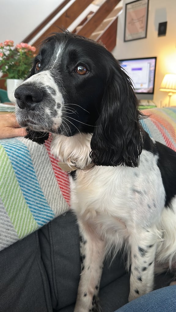 image for Male English Springer Spaniel 4 YO