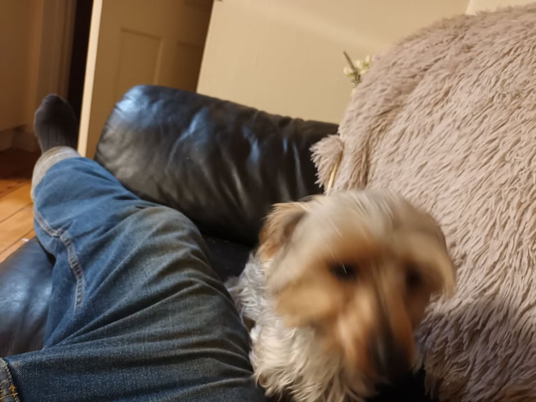 Yorkshire terrier puppy 