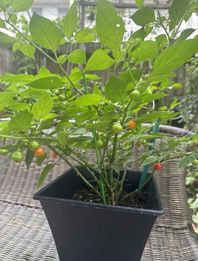 image for Round naga plant