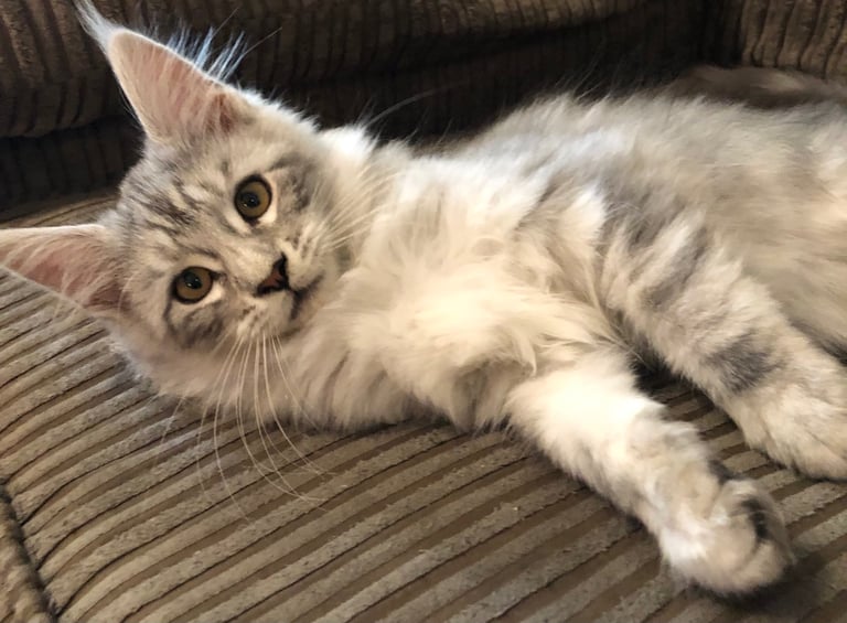 2 girls left  Mainecoon kittens 14 weeks
