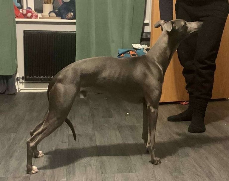 ⭐️⭐️ gorgeous whippet puppies⭐️⭐️
