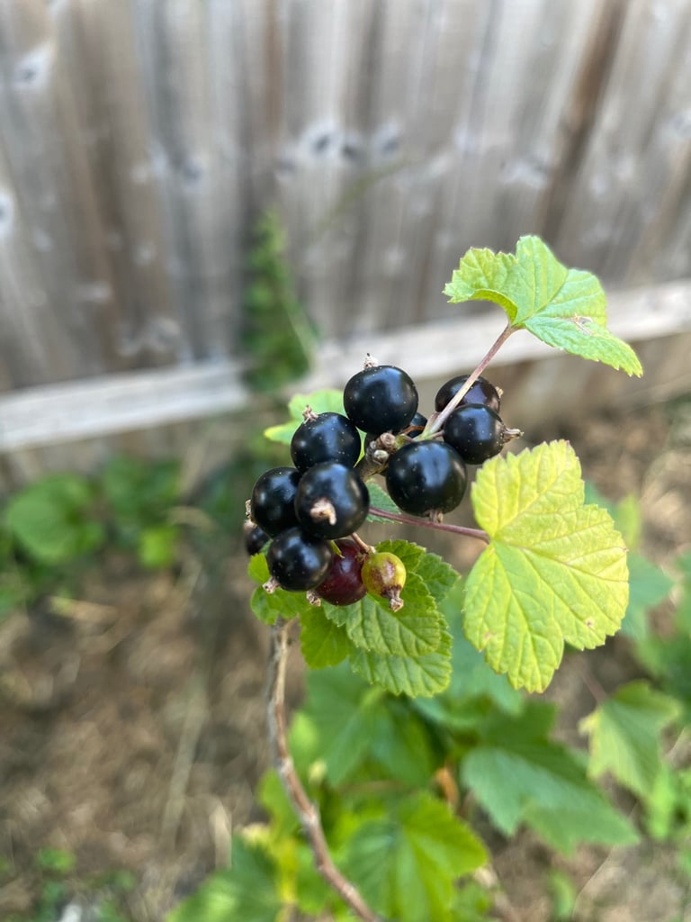 image for Black currant ‘Ben Hope’ 