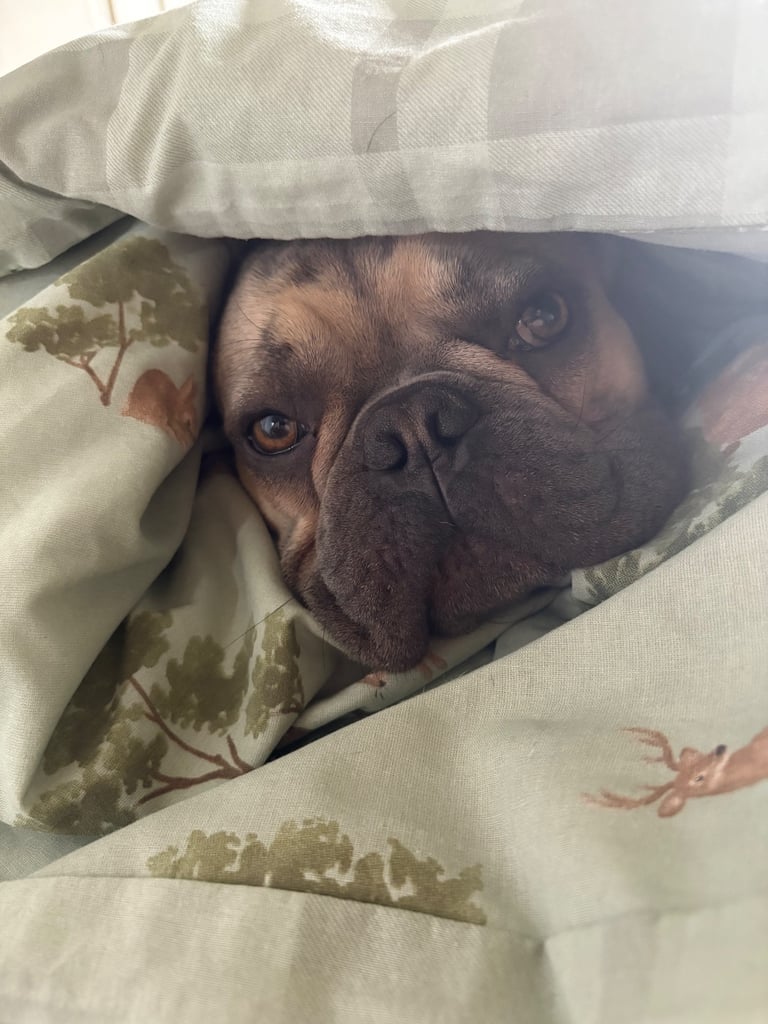 Fawn/Sable Full French Bulldog