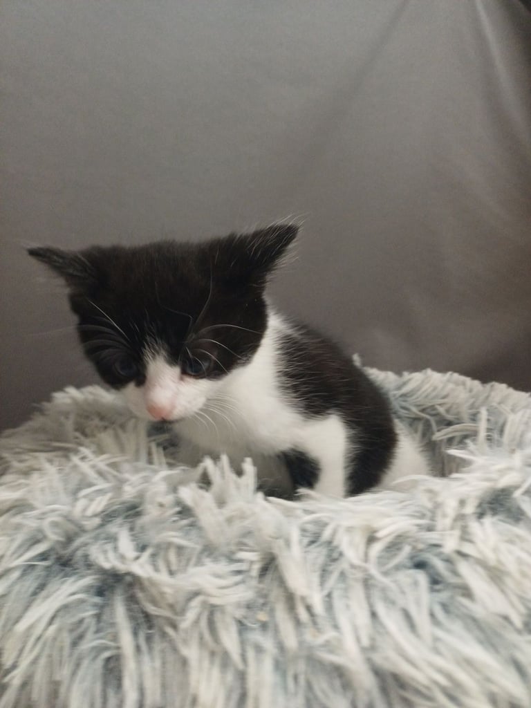 2 female cats for sale.