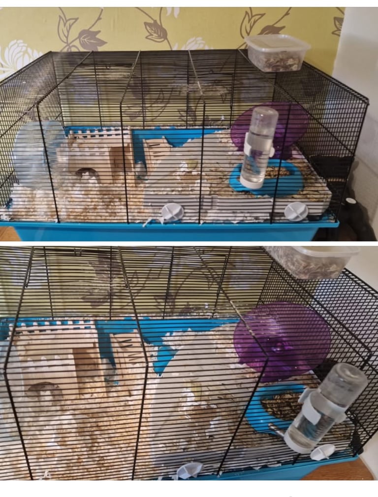Male Gerbil