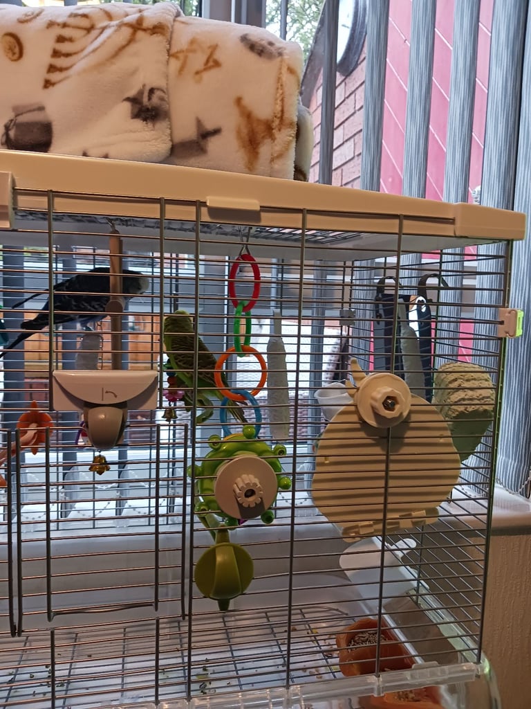image for 1 female and 2 male budgerigars for sale 