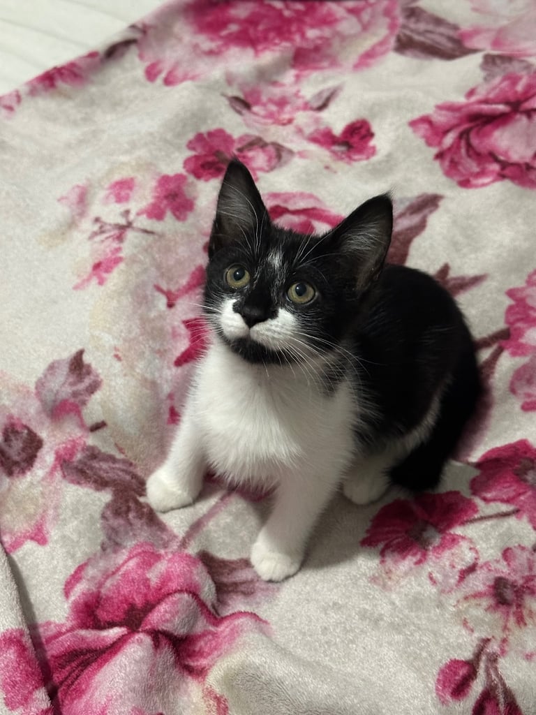Adorable 10-Week-Old Black & White Kittens Looking for Loving Homes