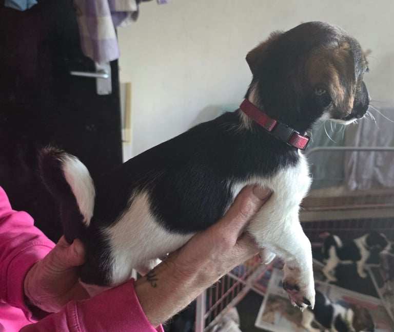 Traditional Jack russells puppies for sale