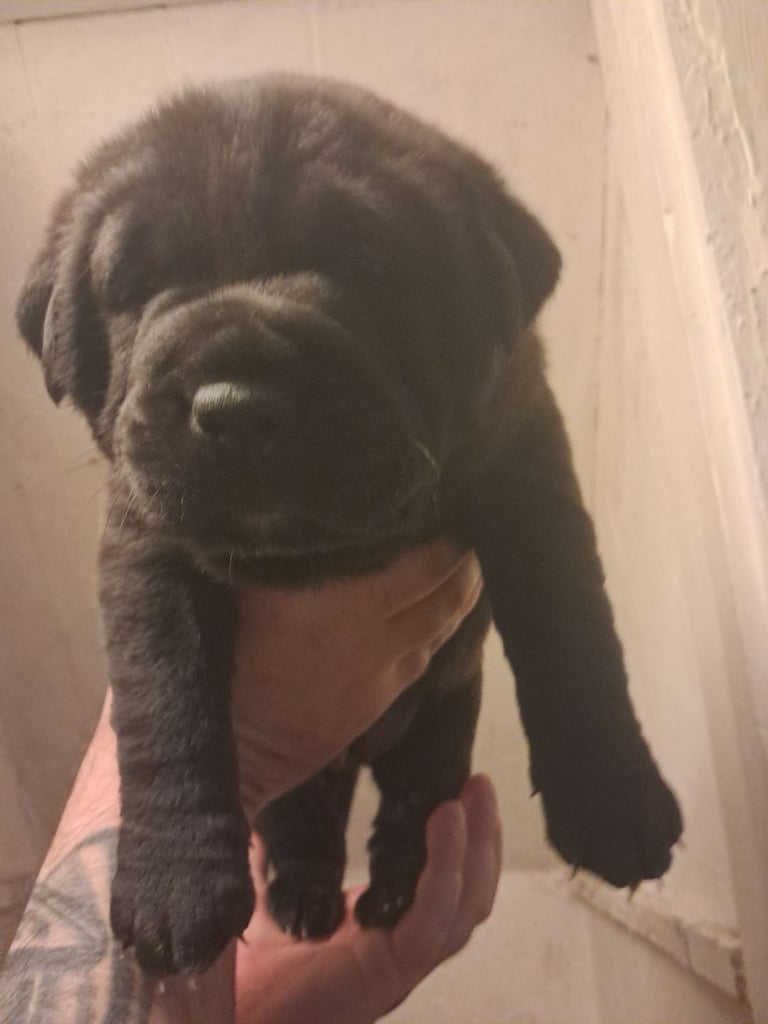 Shar Pei