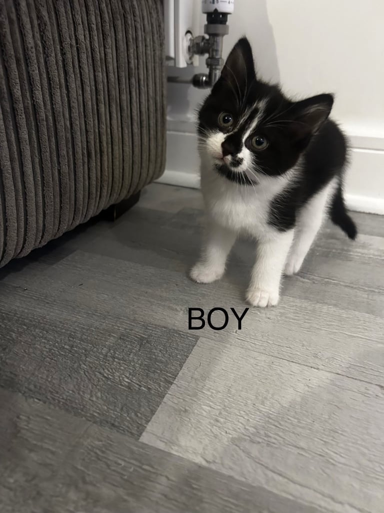 Kittens, 8 weeks, black and white, 1 x girl, 4 x boys, ready now 