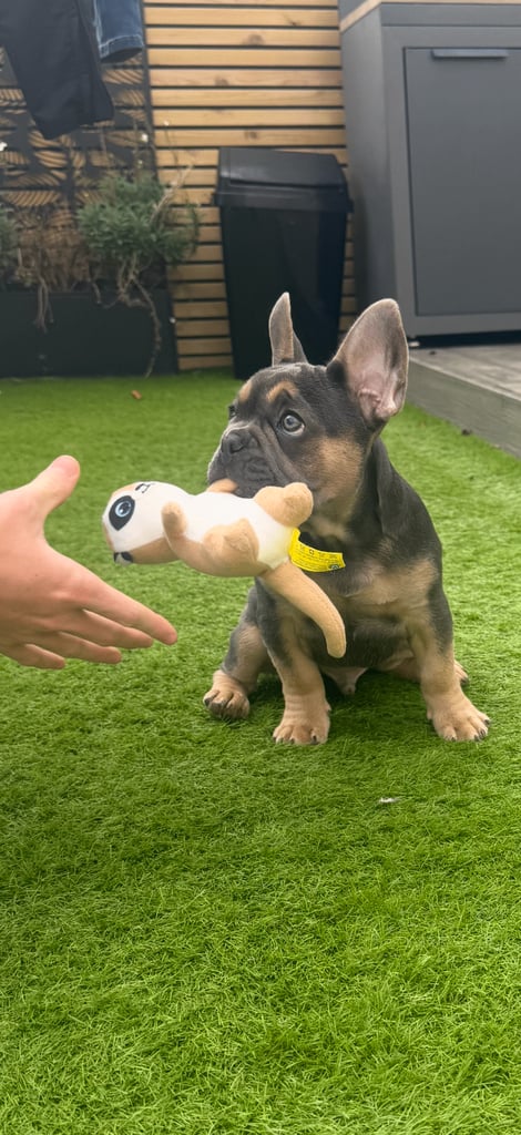 KC reg French bulldog puppy