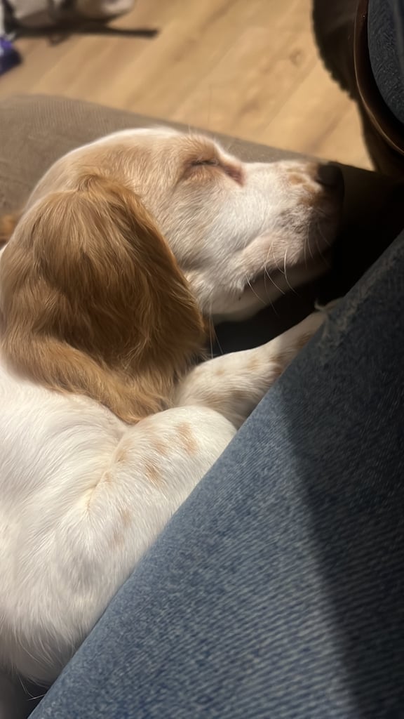 Cocker spaniel pup