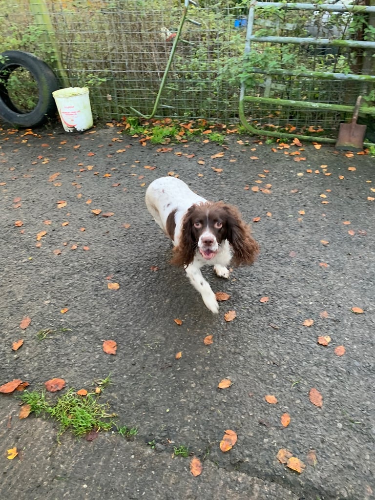 image for Springador