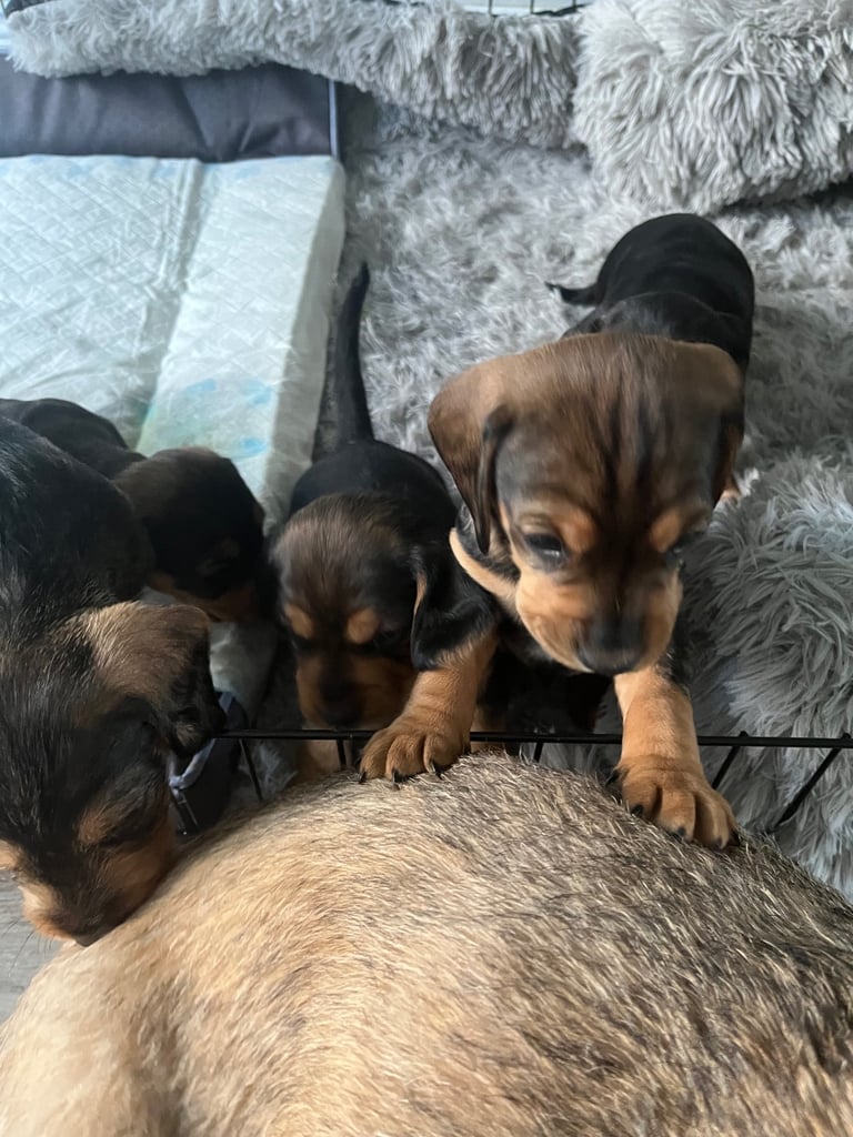 Doxle cross puppies 