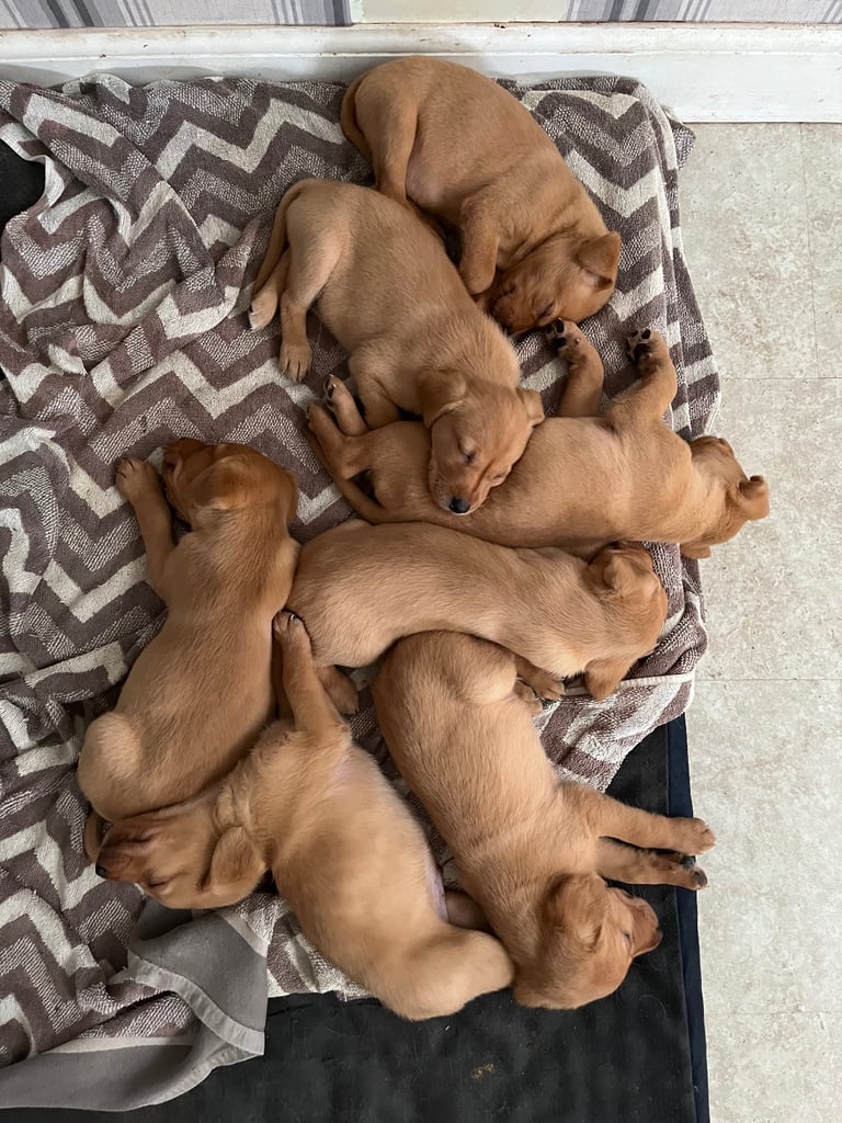 Fox red Labrador retriever pups for sale 