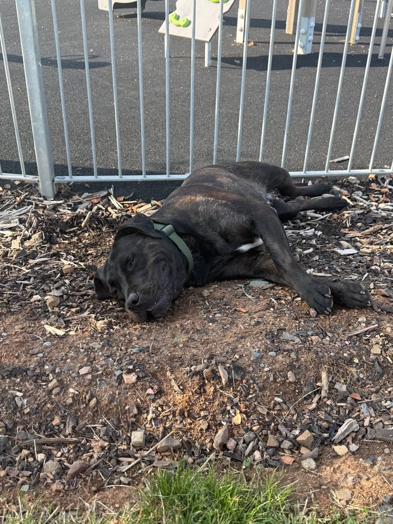 Max - Big softy needs a new home