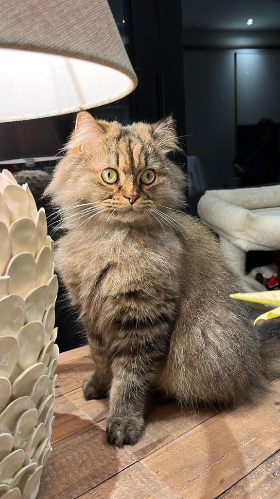 Beutifull Persian Chinchilla