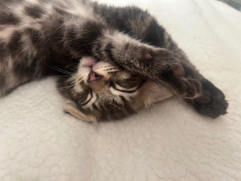 2 tabby little brother kittens must stay together ❤️