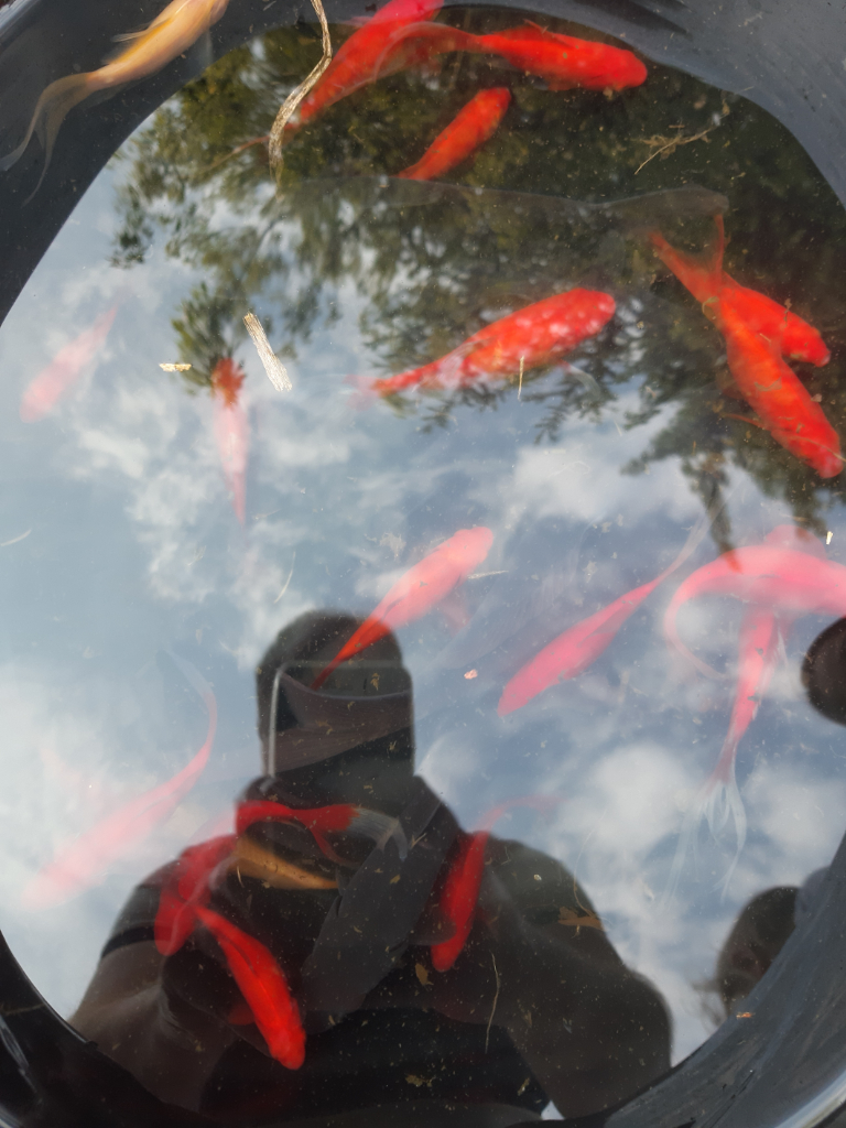 Pond fish for sale 