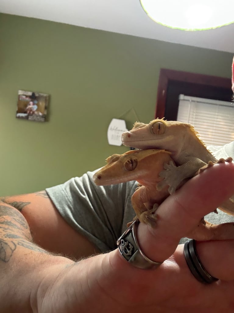 image for Crested geckos with full set up 