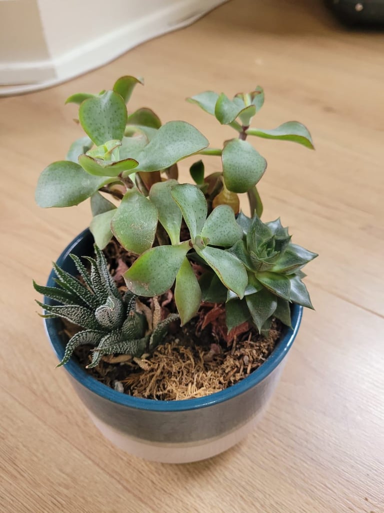 Succulent plants