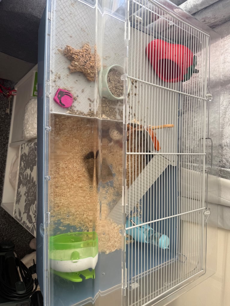 Russian dwarf hamster