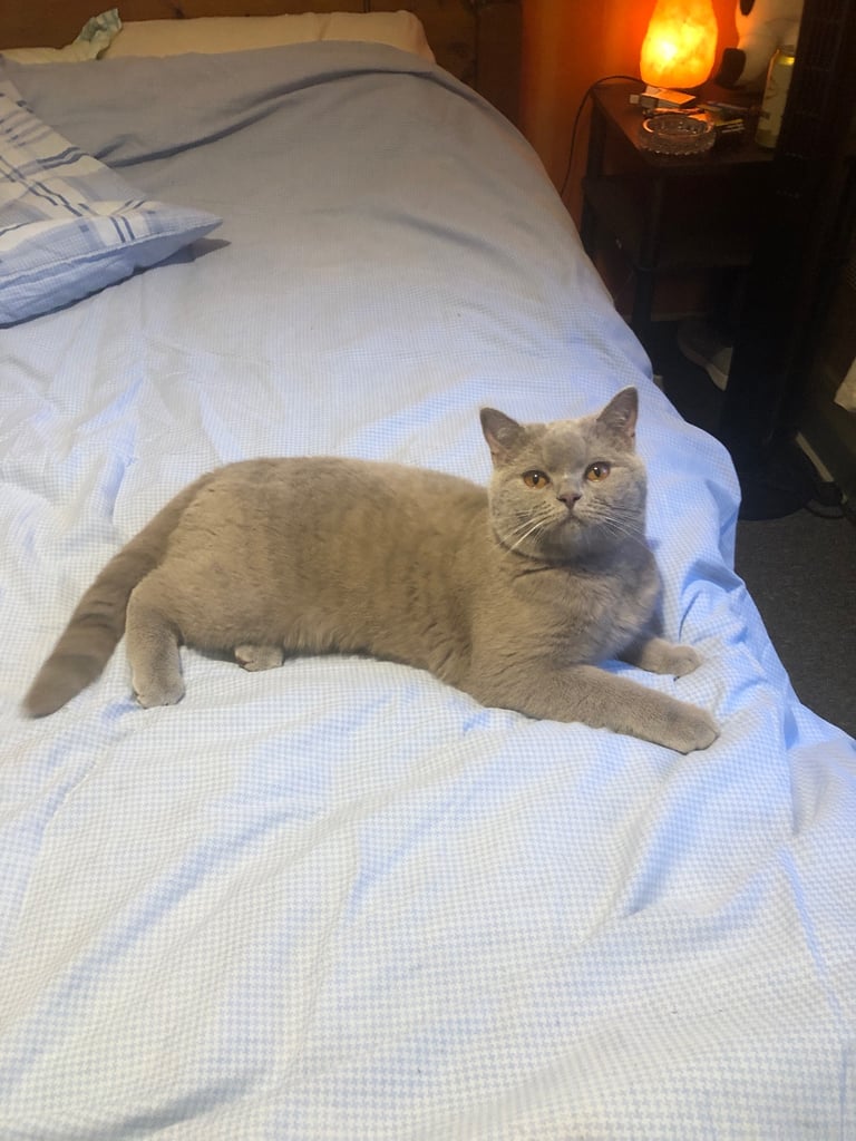 British Shorthair Cat