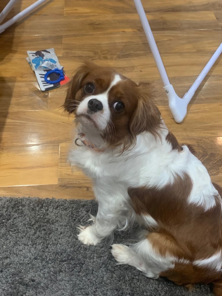 🐶🐶Beautiful fluffy Cavapoo puppies 🐶 🐶