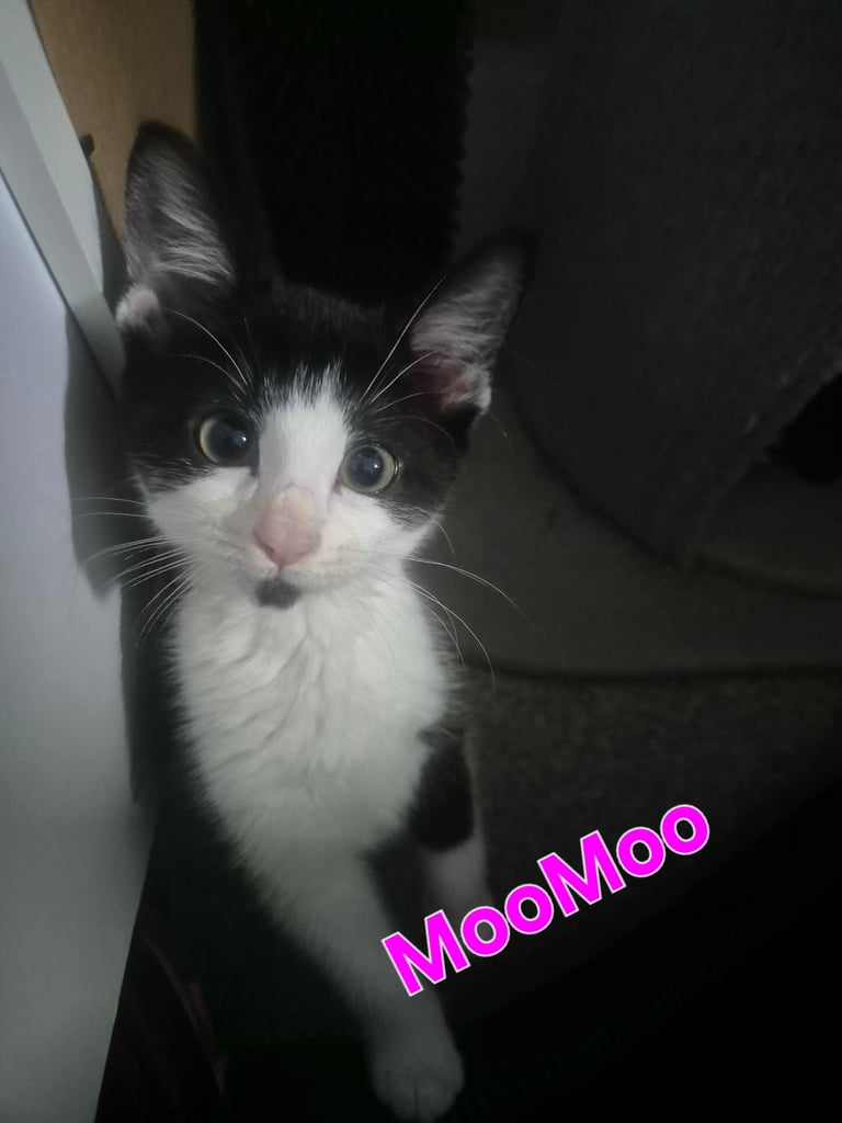 Beautiful Kittens Ready for Forever Home 
