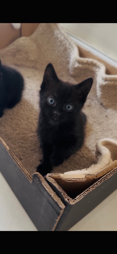 4 beautiful kittens ready to leave 