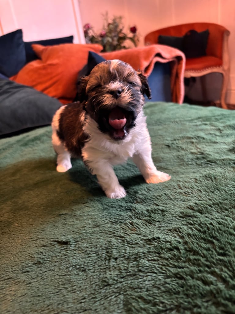 Lhasa poo puppies 