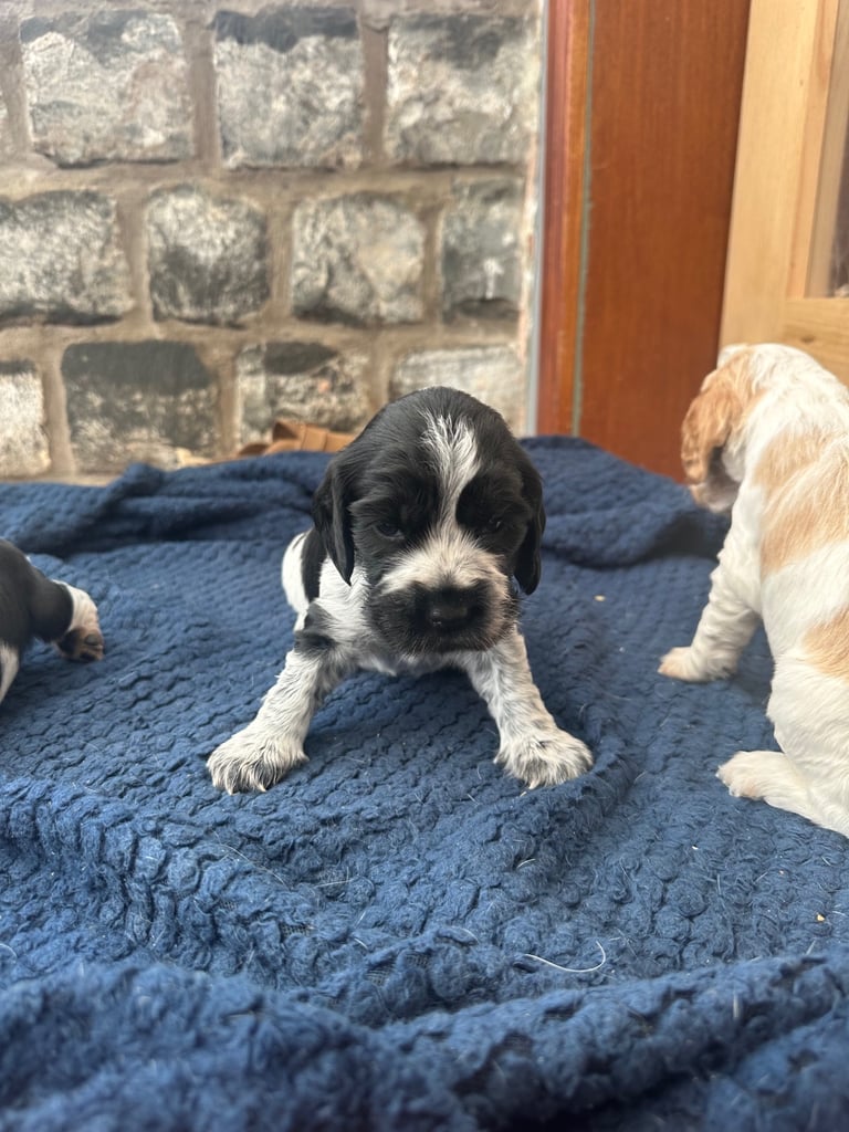 image for Show cocker pups 