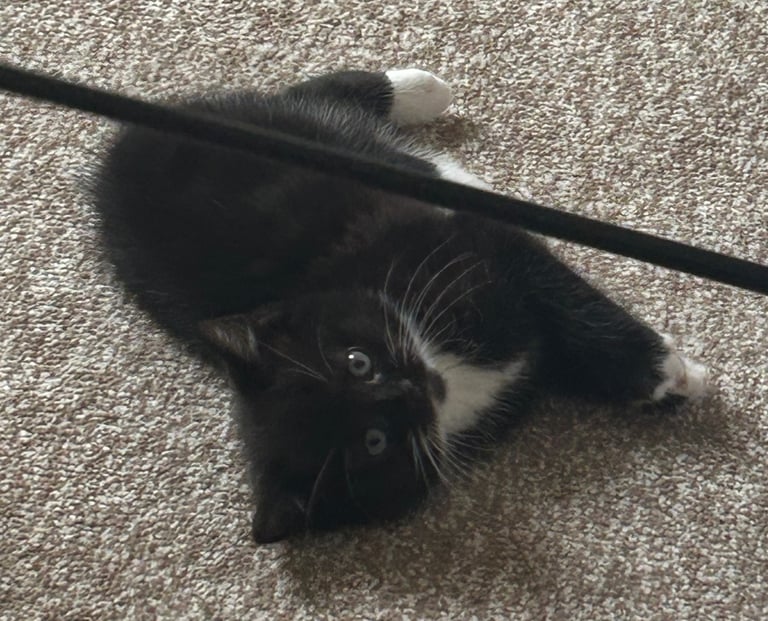 8 week old female kitten 