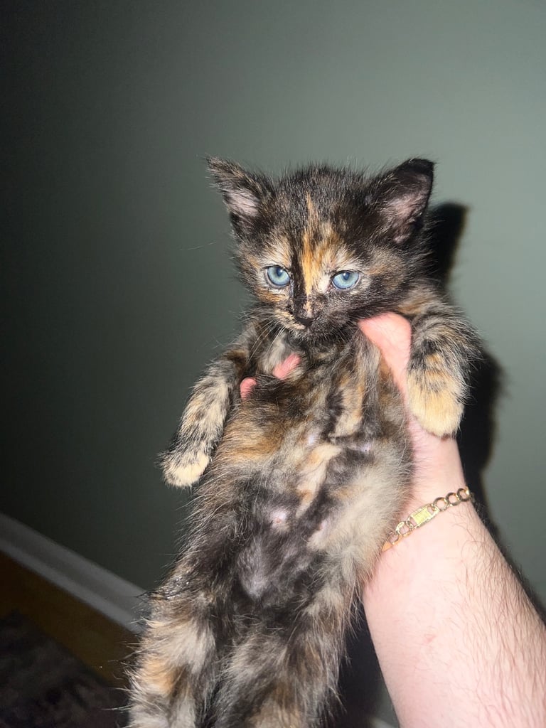 4 beautiful kittens 