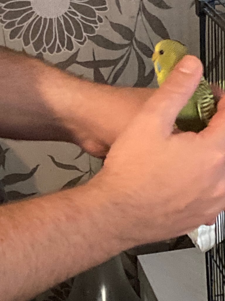 Baby budgies 8 week old 